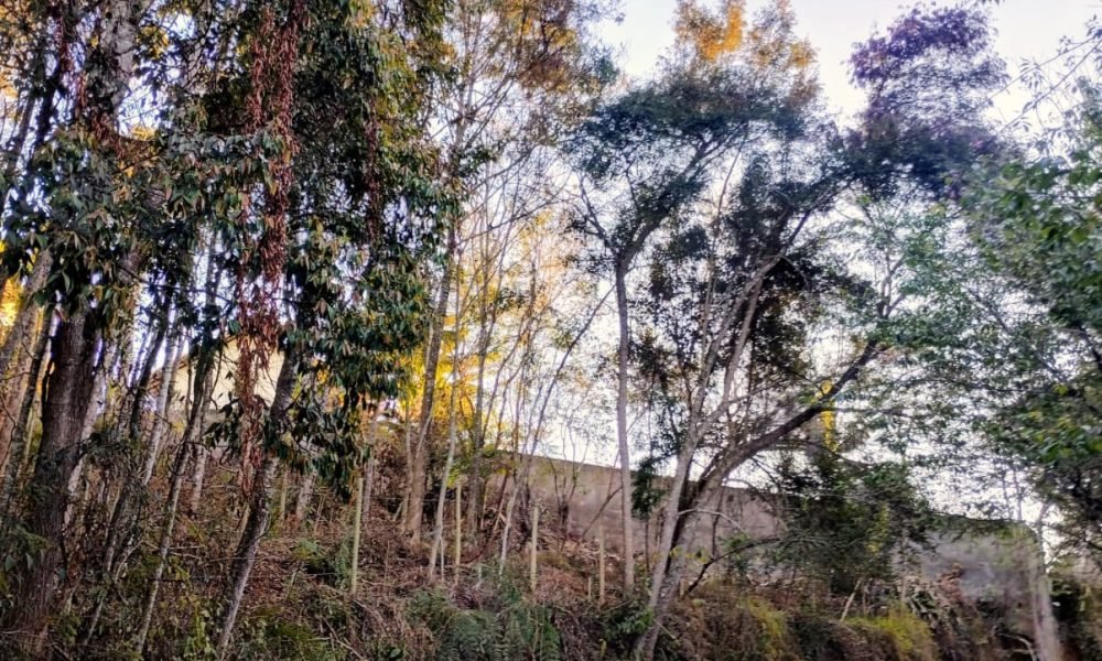 Terreno 50 4