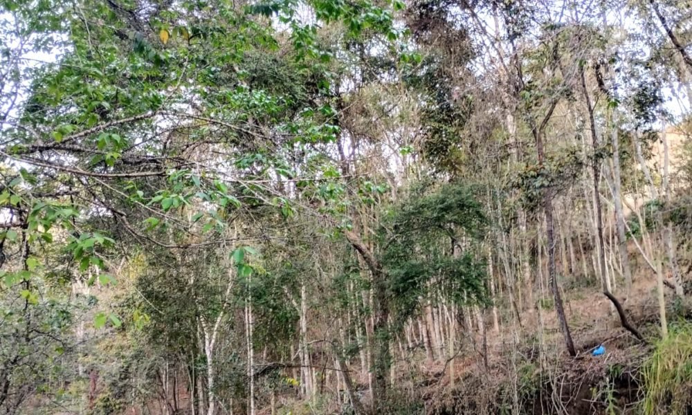 Terreno 50